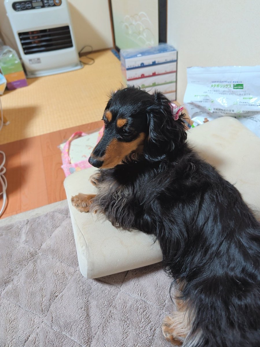 YuMeとチョコちゃん (@2023CHOKO0821) / Posts / X