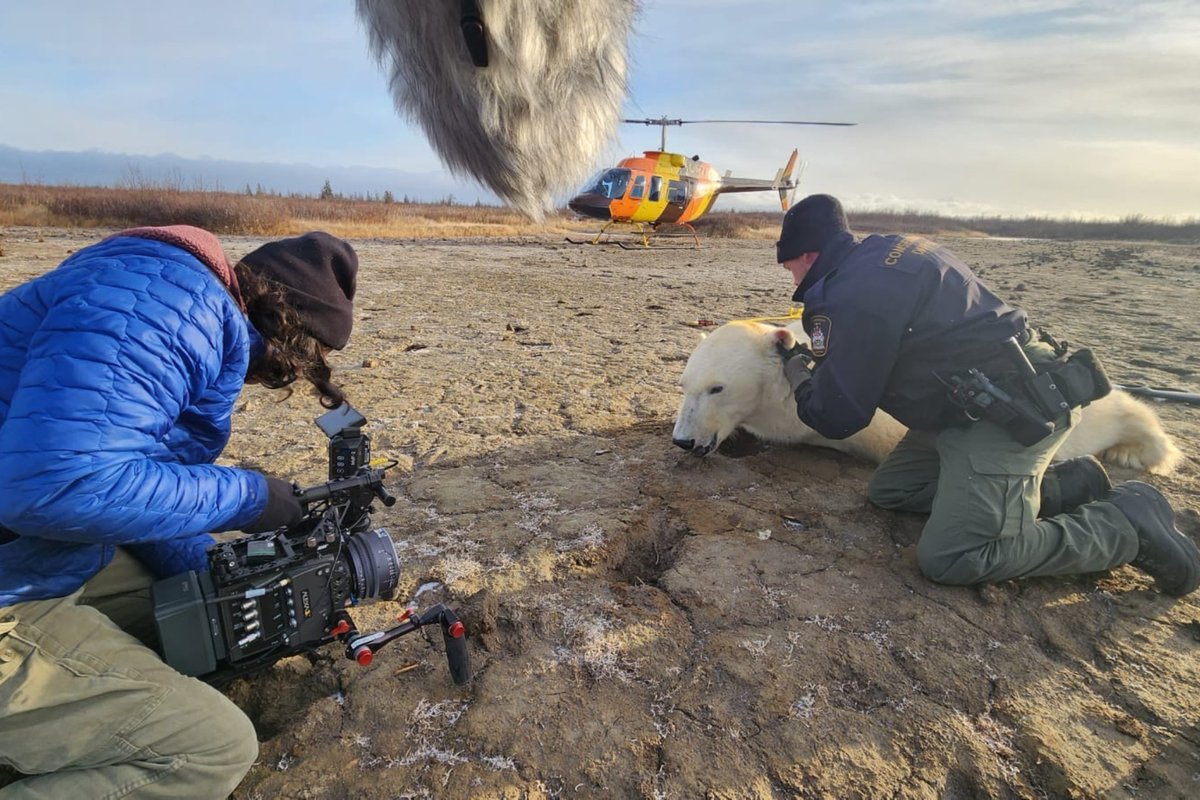 York U AMPD tweet media