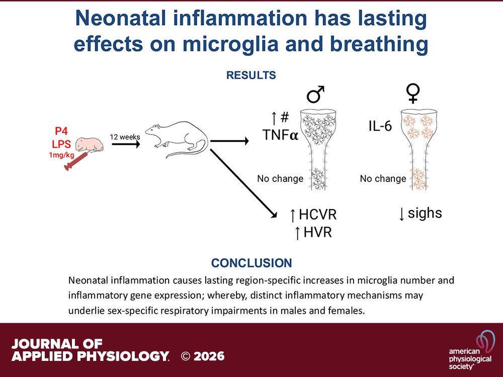japplphysiol's tweet photo. Research Article by SA Beyeler et al. (@uoregon @uocas @UWMadison) #Neonatal #inflammation induces lasting sex- and region-dependent #microglia activation and sex-dependent impairments in #chemoreflexes
https://t.co/mAxDiVWTPb https://t.co/STCpKQUnBc