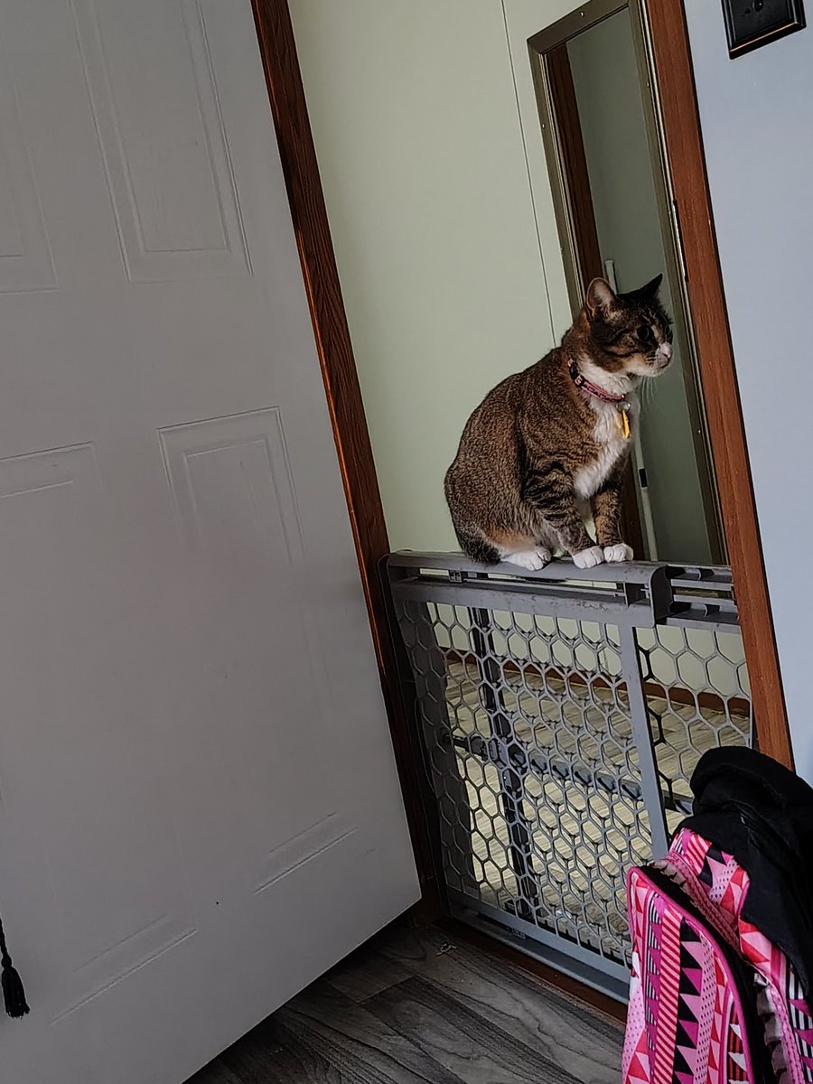 devourdflesh's tweet image. Cleo got found by Molly hehehe