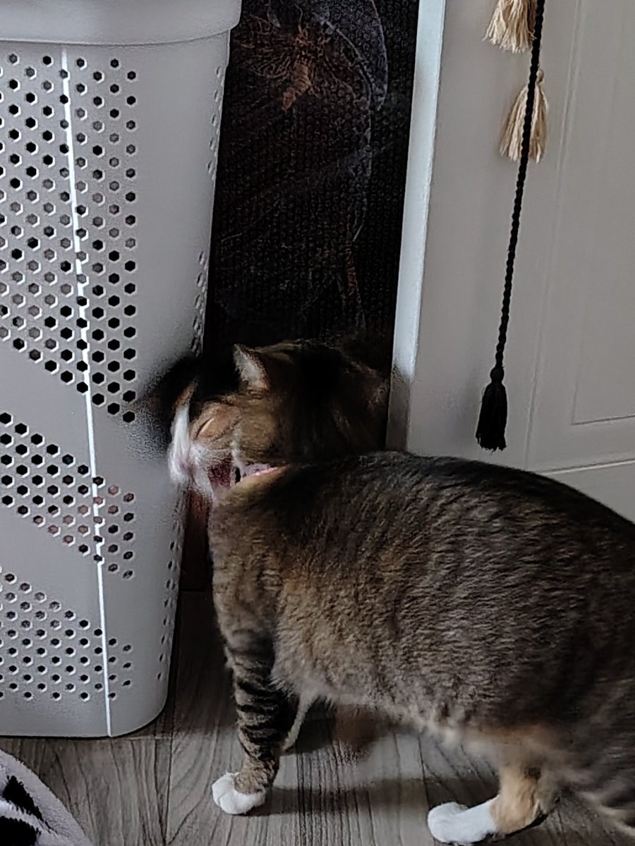 devourdflesh's tweet image. Cleo got found by Molly hehehe