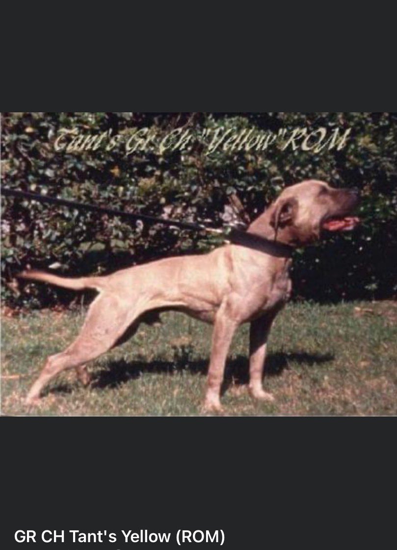 Champion Jeep tweet media