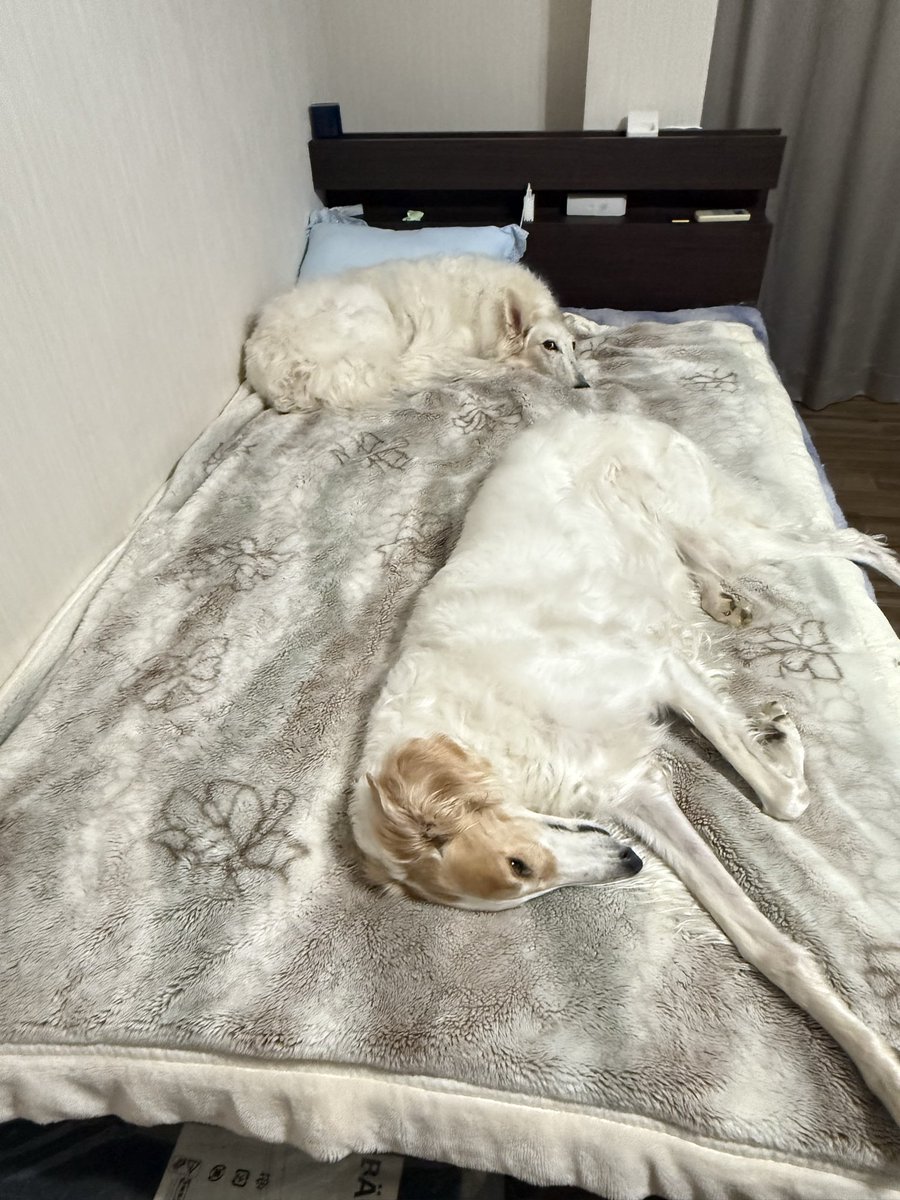 今日の主の寝床