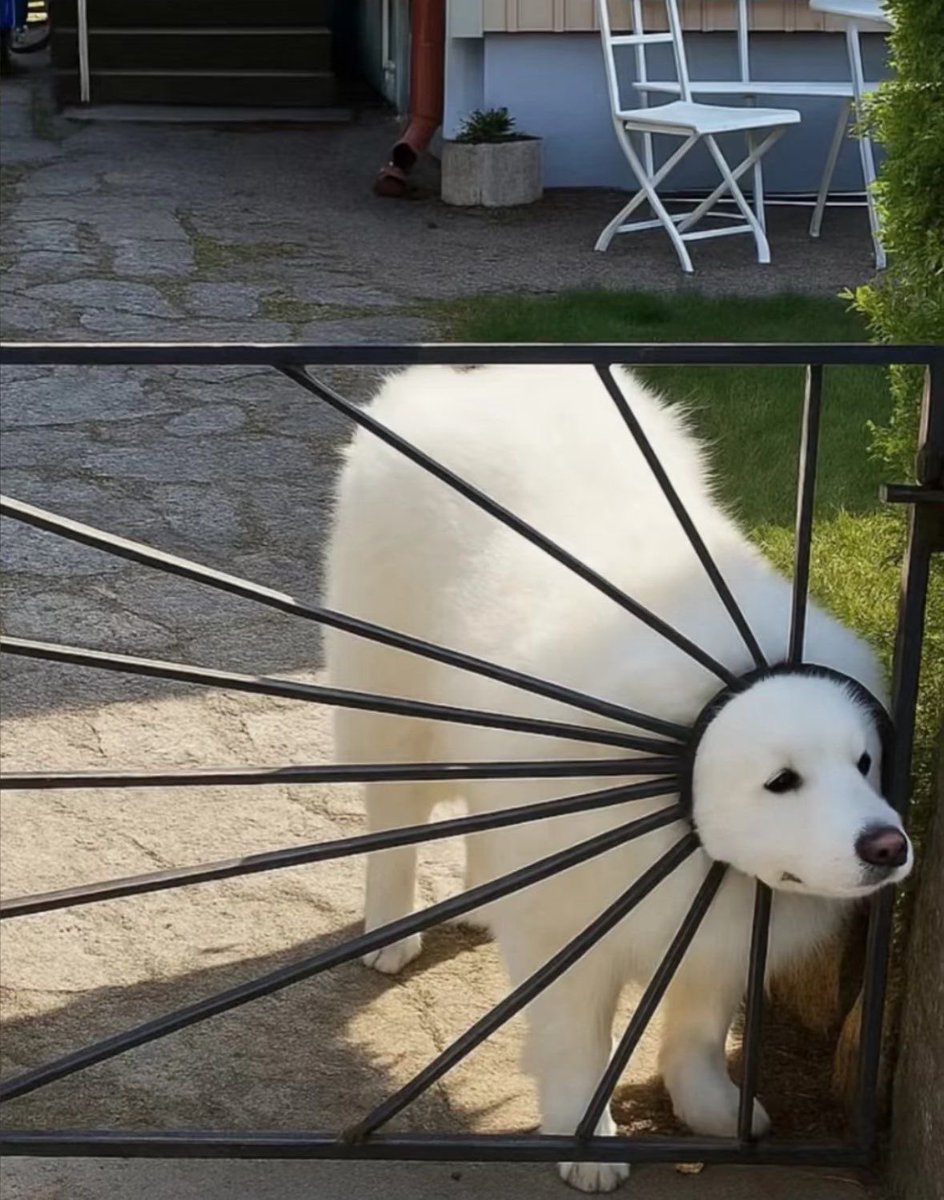 💖 (@twaniimals) on Twitter photo 