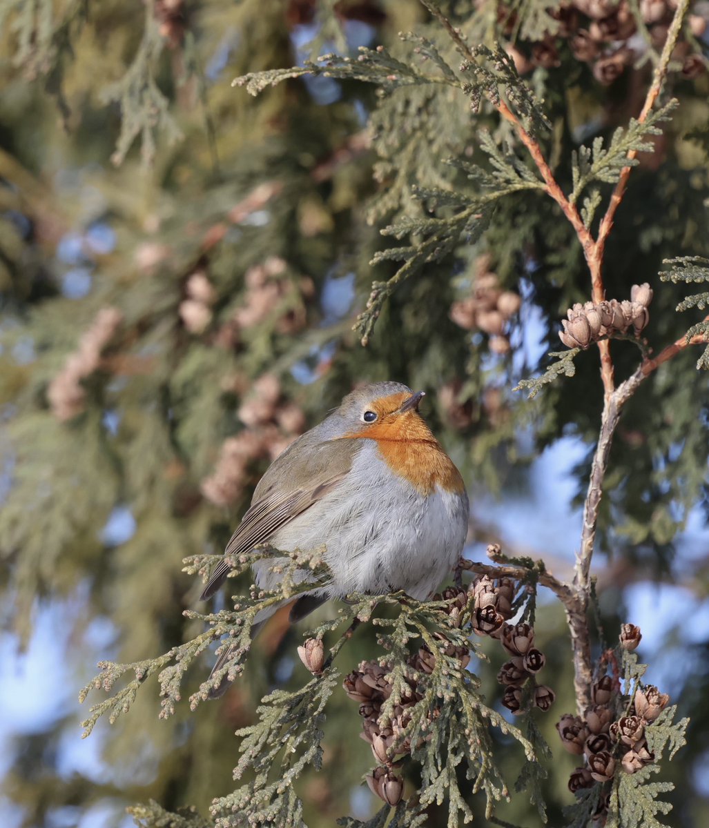 displacednewfie's tweet photo. Last Sunday, I headed to Montreal to see the local celebrity who’s been making headlines since early January - European Robin. It’s the first reported sighting in Canada. #ShareYourWeather @weathernetwork @ThePhotoHour #europeanrobin https://t.co/9Qmc8lQ7xD