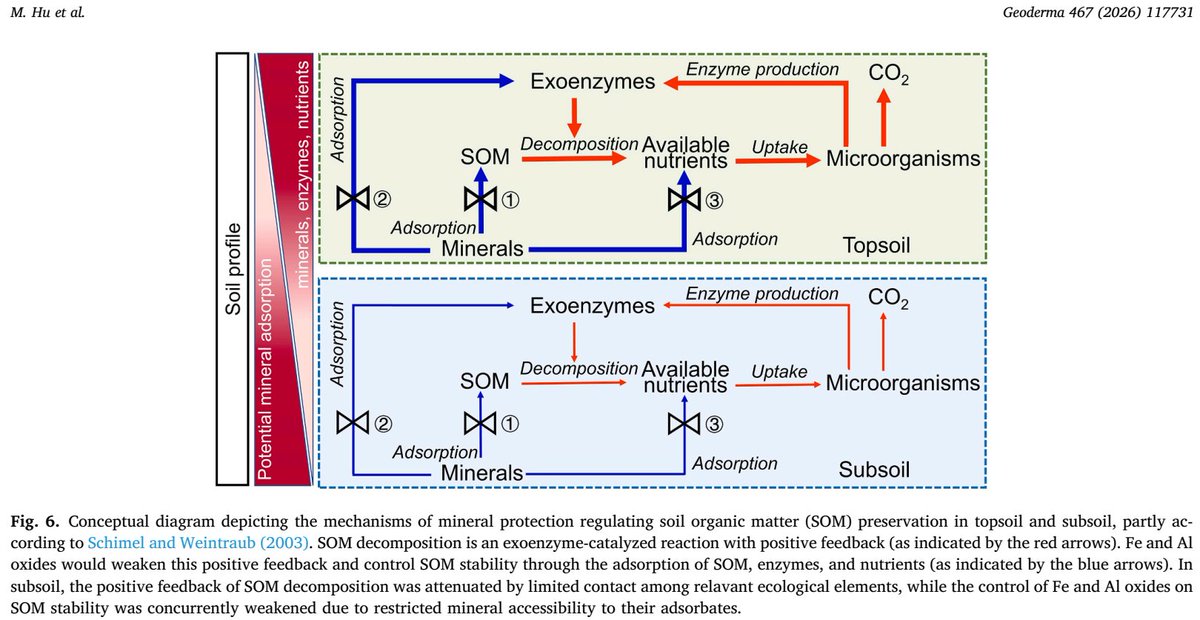 ykuzyakov's tweet image. NEW in @Geoderma_Jrnl
Iron oxides, #enzymes, and #nutrients control #soil organic matter stability in subtropical #forest ecosystems
doi.org/10.1016/j.geod…

50-day Free: authors.elsevier.com/sd/article/S00…

#SoilOrganicMatter #SoilOrganicCarbon #Tropics #Phosphorus #nitrogen
