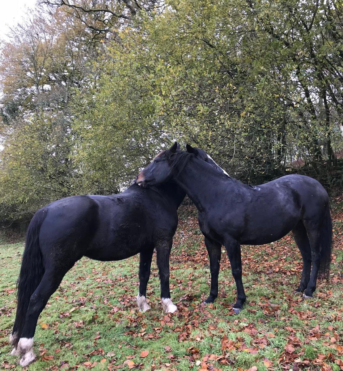 Dr Lucy Chalice Author tweet media