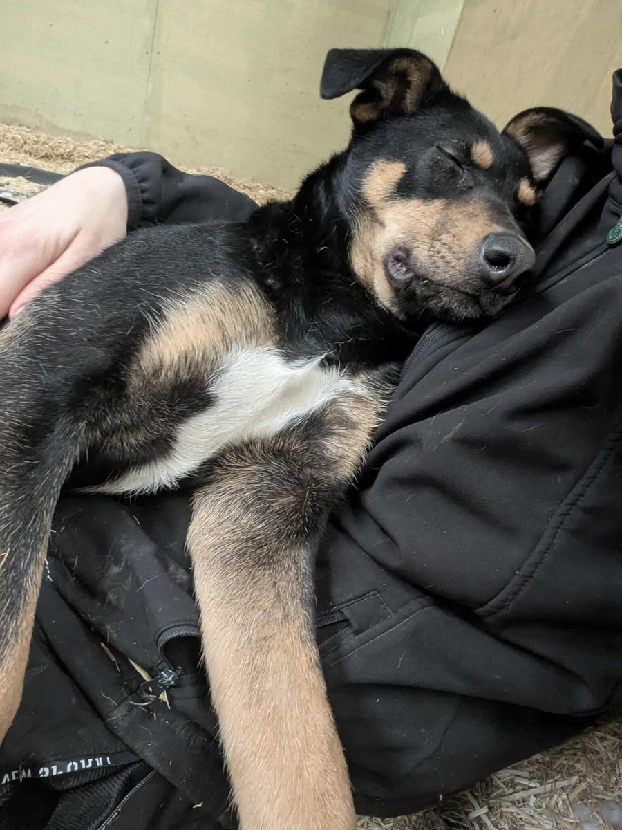 Puffin, having a nap on Jess, dreaming of her forever home ❤️