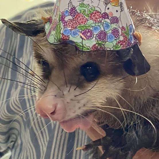 Possum_Daily's tweet image. #Possum_Daily #possum