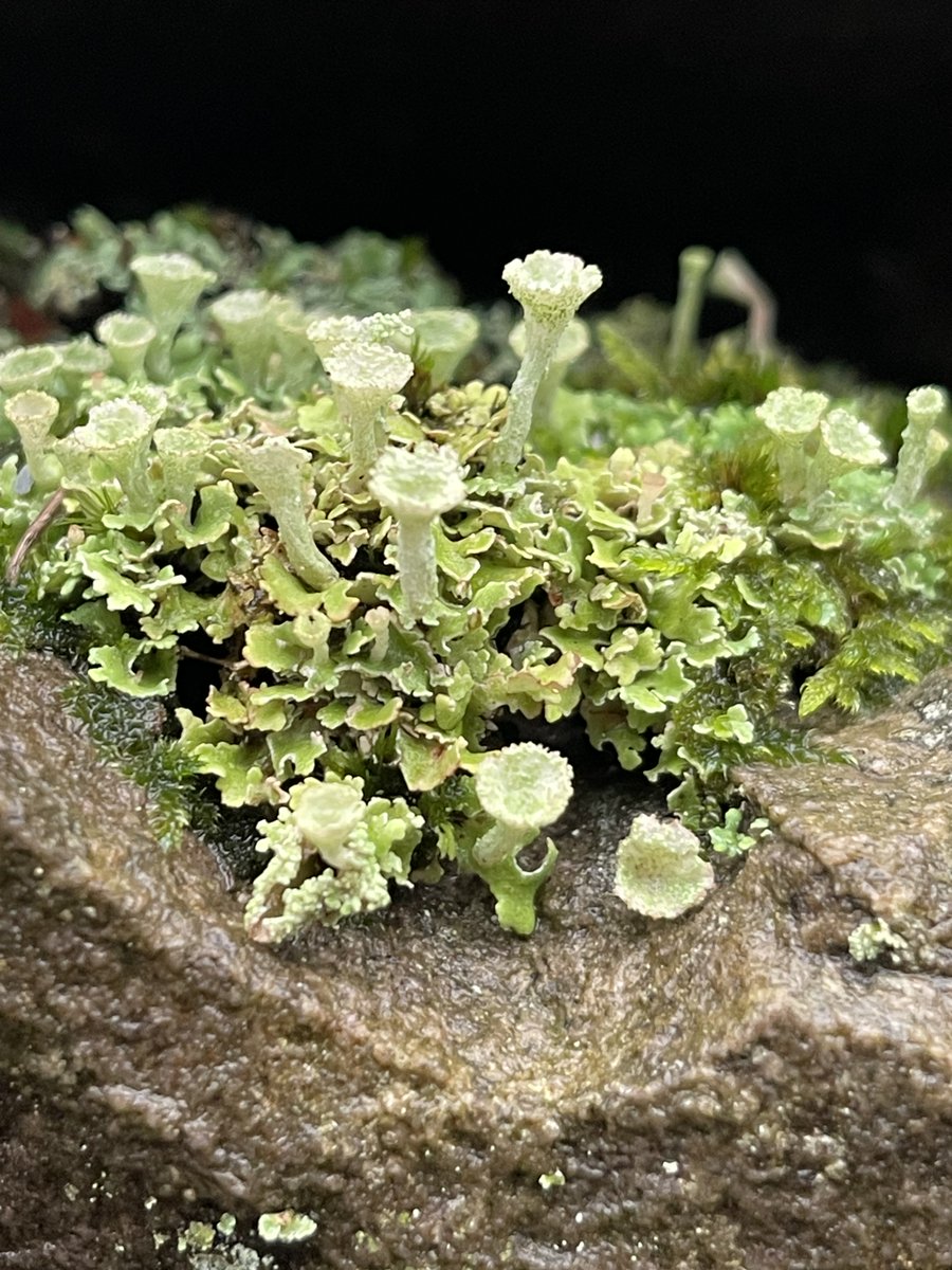 Gillian Higham tweet media