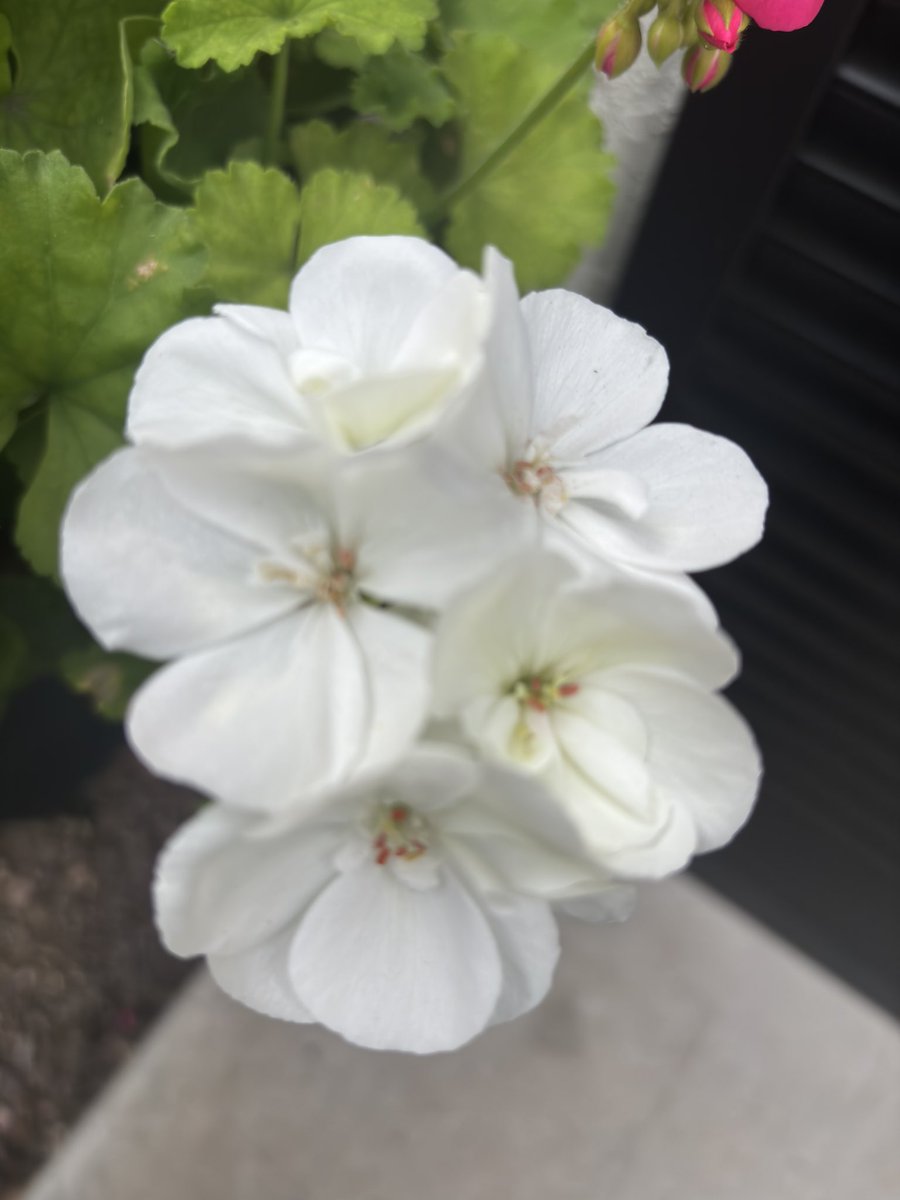 Potscapers tweet media