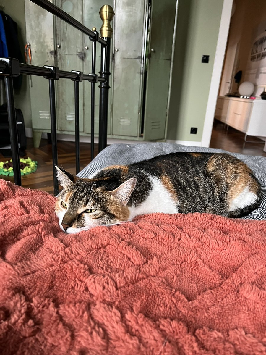 добрый синьор tweet media