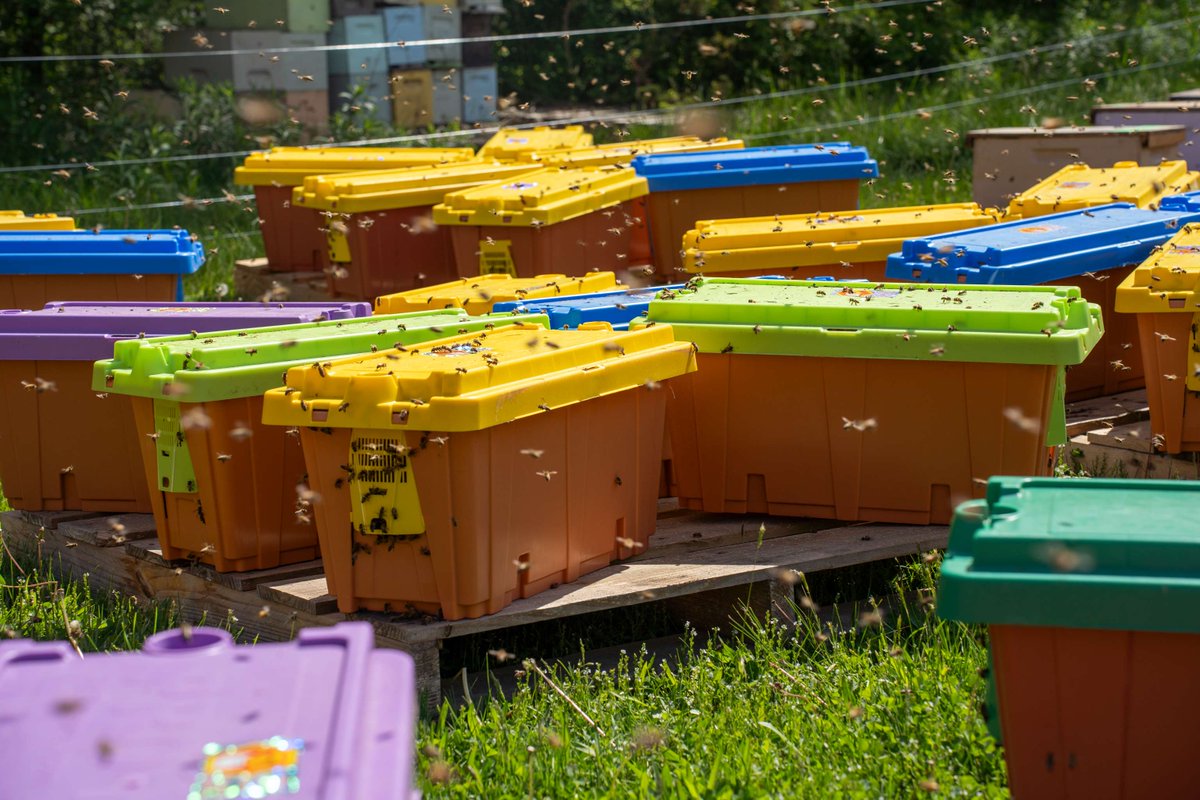 Mann Lake Bee & Ag Supply tweet media