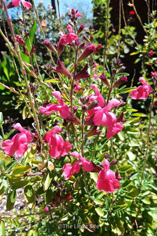 the_links_site's tweet image. Planting salvias is a great way to attract butterflies and nectar loving birds to your garden! thelinkssite.com/growing-salvia… #butterflies #gardenideas #gardencreatures
