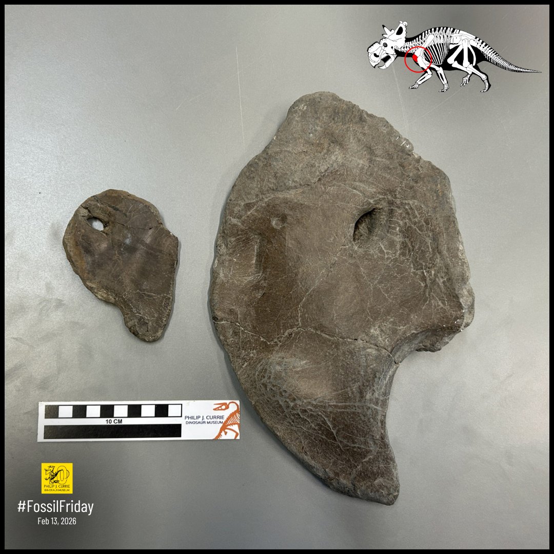 Philip J. Currie Dinosaur Museum tweet media