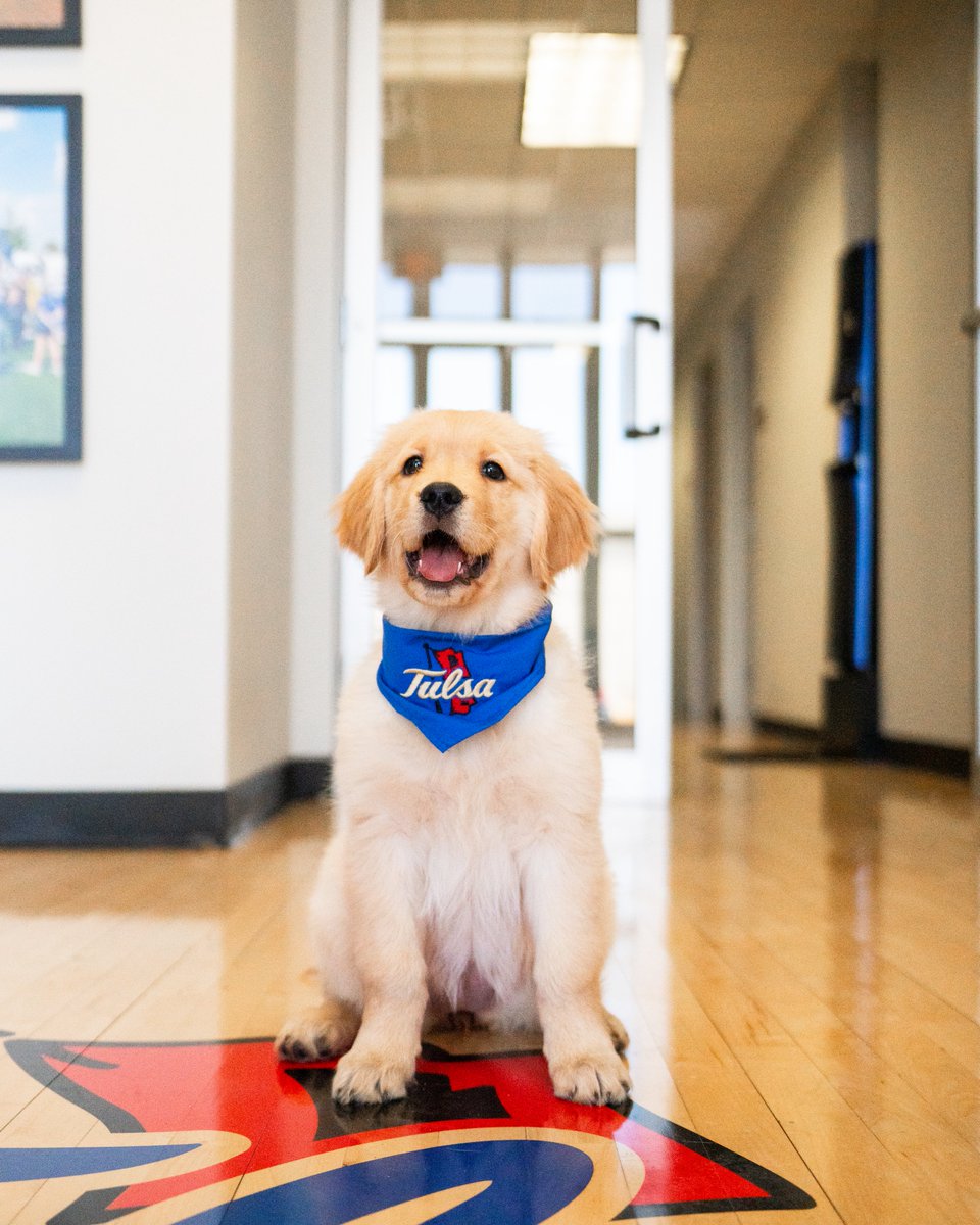 Tulsa Golden Hurricane tweet media