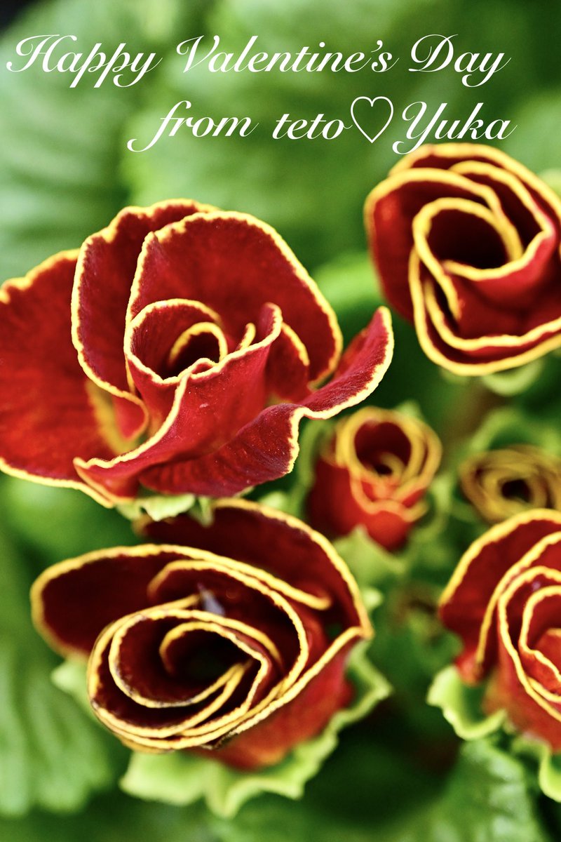 Nature Plants_hana_ Community on X - 558 Members