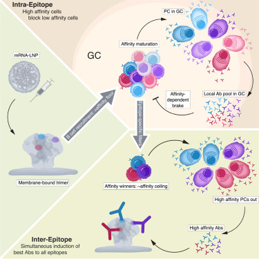 LabWaggoner's tweet photo. Antibody-mediated intra-epitope competitive effects and contribution of local antibodies to determining B cell residency in germinal centers and affinity maturation @ImmunityCP
https://t.co/vAHUGICJxq @immunoliugy @scrippsresearch
@ragoninstitute #Schief #Batista https://t.co/F3bQwkiJ7d