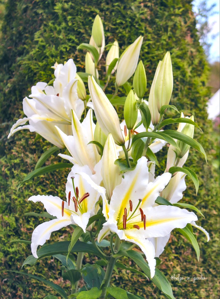 gardeninNorway's tweet image. Throwback to summer 2025; Lilium orientale «Aubade» in our garden.😍
#winterseason #nature #NaturePhotography #gardening #gardens #Norway  #FlowersOnX #GardeningX  #NaturePhoto