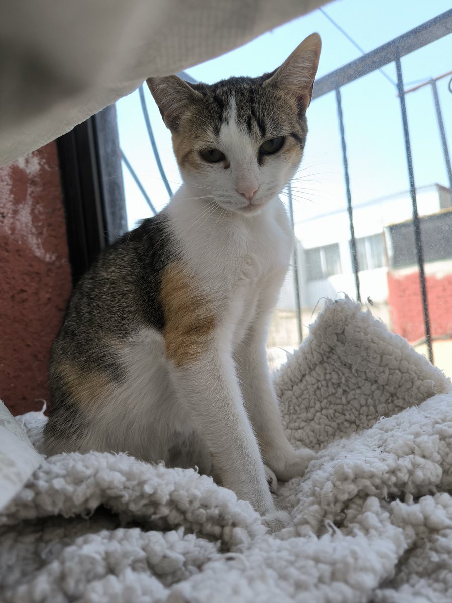 arca_satoshi's tweet image. Acá sabemos que Eloisa la tiene muy difícil. Nadie la adopta porque además de ser antimichigente también está creciendo y entre más grande de edad, más prejuicio pesa sobre su pequeño ser... 🥺

Y bueno, aqui no queremos causar lastima ni nada de eso, solo sí estaría asi como que