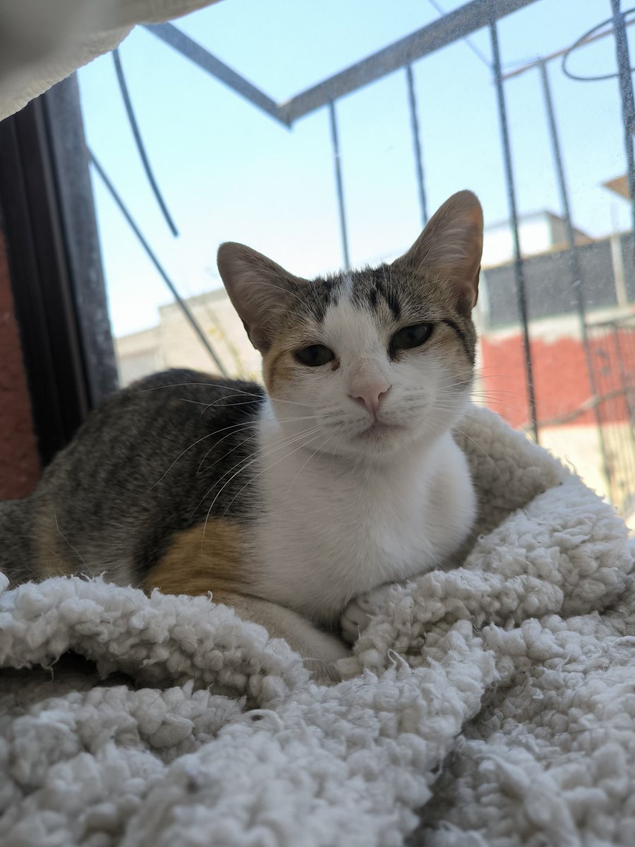 arca_satoshi's tweet image. Acá sabemos que Eloisa la tiene muy difícil. Nadie la adopta porque además de ser antimichigente también está creciendo y entre más grande de edad, más prejuicio pesa sobre su pequeño ser... 🥺

Y bueno, aqui no queremos causar lastima ni nada de eso, solo sí estaría asi como que