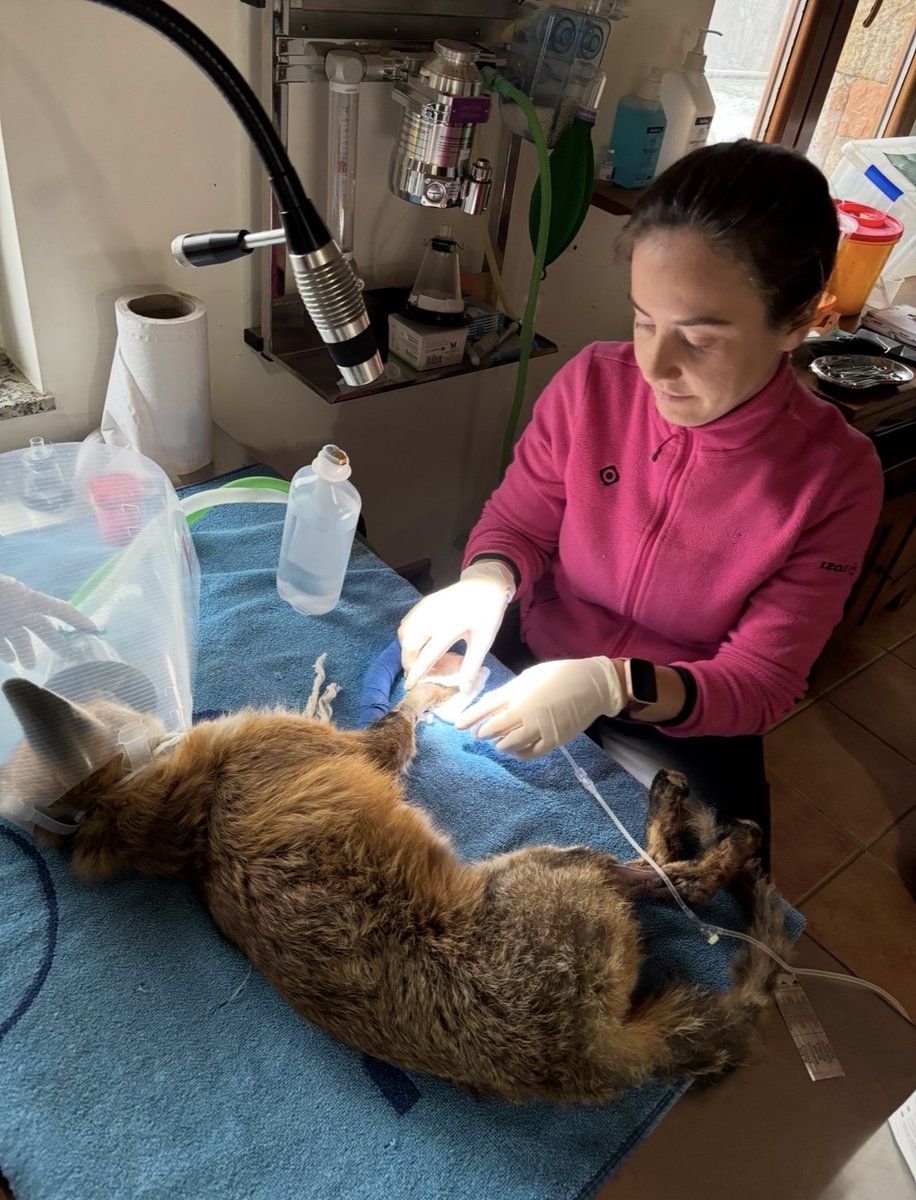 Zoo del Pirineu tweet media