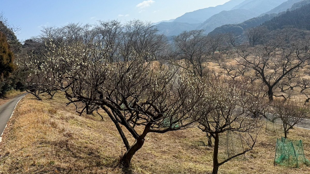 #人吉梅園 で梅が咲き始めています🌸
市の開花情報でも「頂上付近はちらほら咲き始め」とのこと。
2/22（日）#人吉梅まつり の頃は、ちょうど見頃になりそうです😊
#熊本 #人吉 #梅