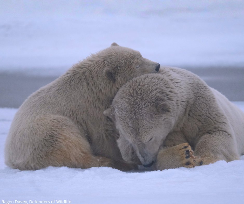 Trustees for Alaska tweet media