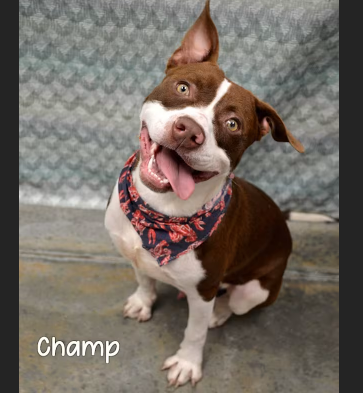 HollywoodDogs's tweet photo. At an overcrowded shelter in #Gautier, #MS, Champ-- a 2 1/2-year-old "ray of sunshine wrapped in fur"-- needs a forever home, a foster home, or rescue https://t.co/JDRCrwN3gH #URGENT #PitBull #AdoptableDogofDay 🐶 https://t.co/lIHIWVgCMp