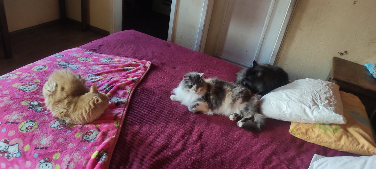 ManuSaenzVolvio's tweet photo. Los hijitos que me dejó mi gatita #Mamita! +
🥹
Tesoros adorados míos!
#Leona #Mashmellow y #Mandelita !
🩷 https://t.co/Cy1HaBJIth