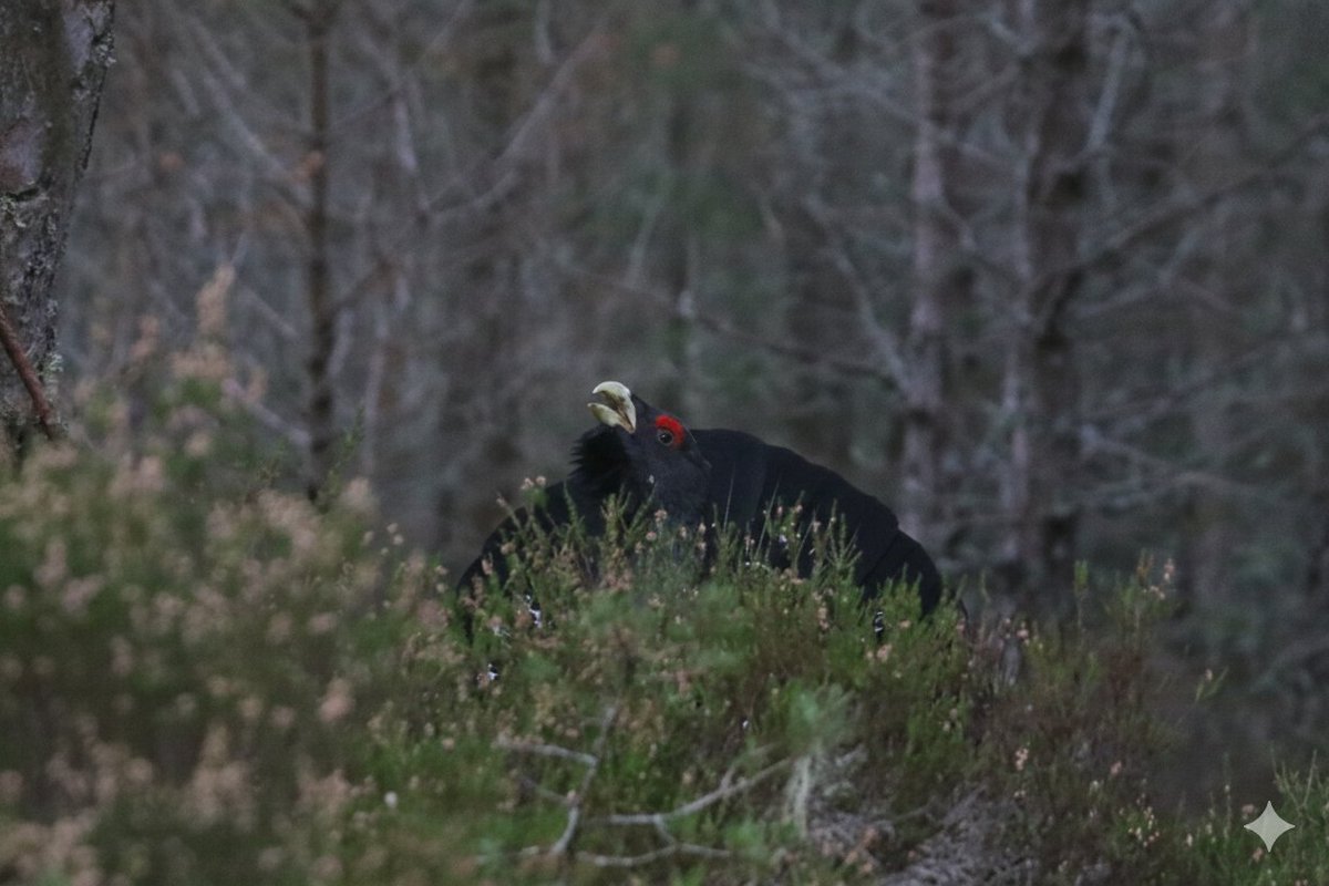 Wayne Glossop tweet media