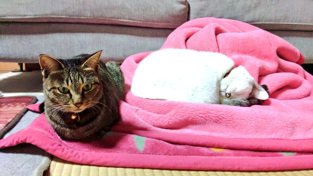 バイク好きが撮った猫の画像を無言で貼る見た人もやってねお願い𓃠𓈒