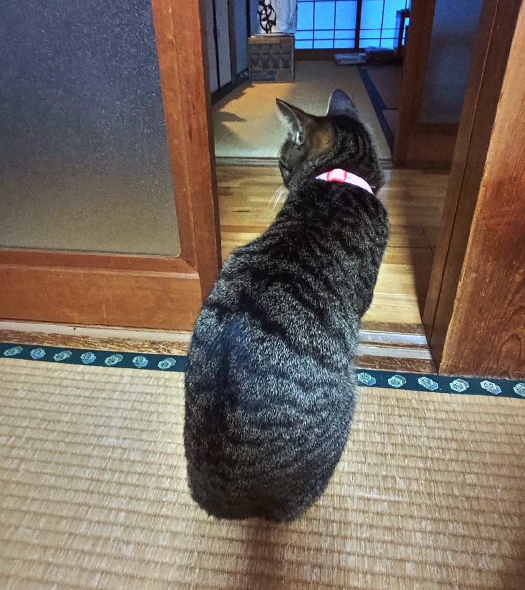 バイク好きが撮った猫の画像を無言で貼る見た人もやってねお願い𓃠𓈒