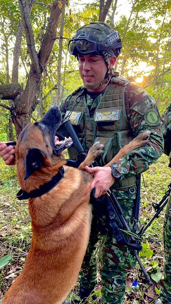 En el terreno, cada paso cuenta… y ellos nunca caminan solos. 

Nuestros #AmigosDe4Patas, son compañeros fieles, entrenados con amor y respeto, que comparten la misión y fortalecen el espíritu de equipo de nuestros soldados. 

#NuestroCompromisoEs🇨🇴 
<a href="/Ejercito_Div2/">Segunda División del Ejército Nacional</a>