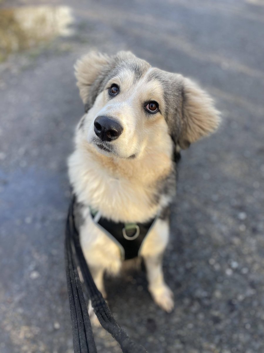Cheshire Kennels

Bolt is such a pretty boy!⚡️
He's also a complete softie for cuddles!🤗
He is a truly loving, playful and very smart boy!
He loves food, toys and making friends with other dogs and people🥰
He would need a cat and child free home.

Apply: pawprints2freedom.co.uk/apply