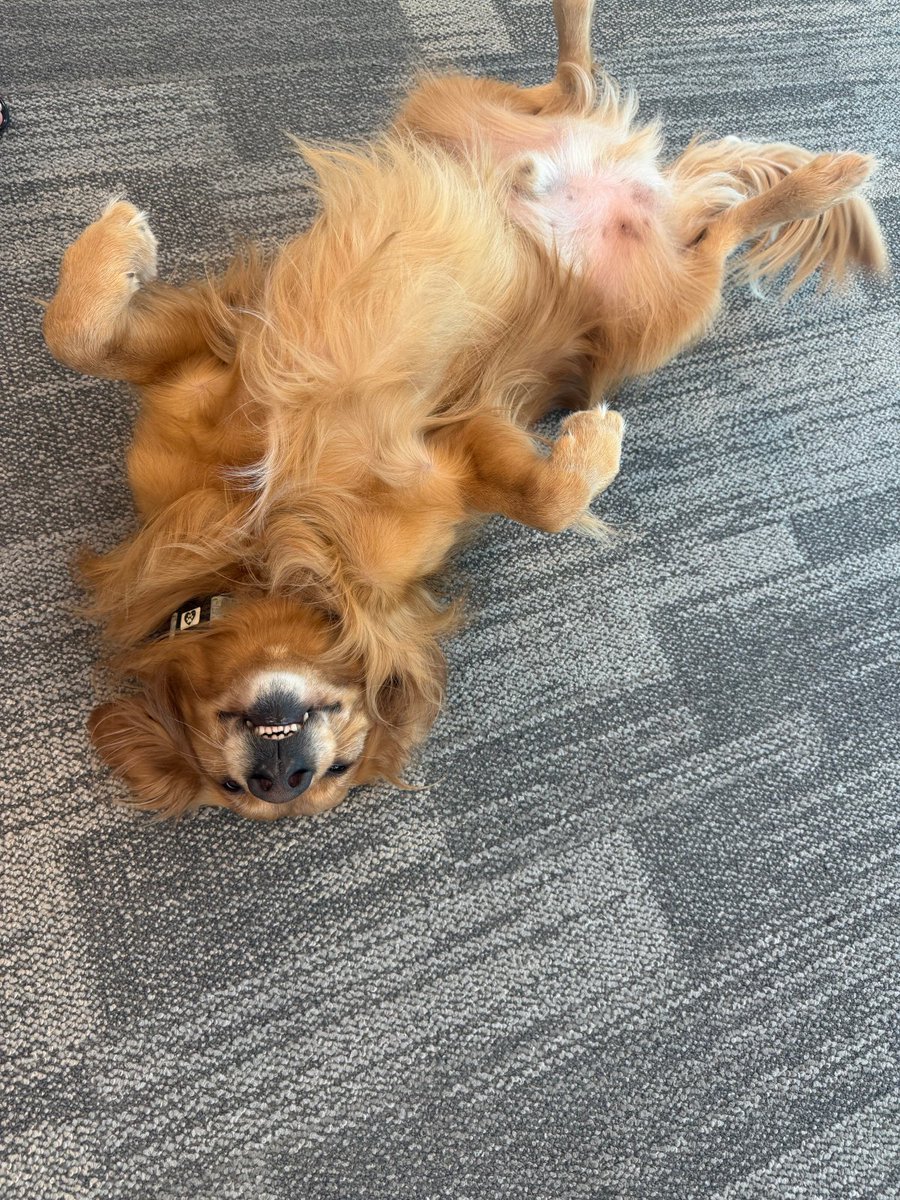 atcauselaw's tweet photo. Friday mood before a 3 day weekend! Featuring our Bark-Office Manager Dash ✨

#LawFirm #Friday #FloridaLaw #NonStuffyAttorneys https://t.co/4AnmGKcSAM