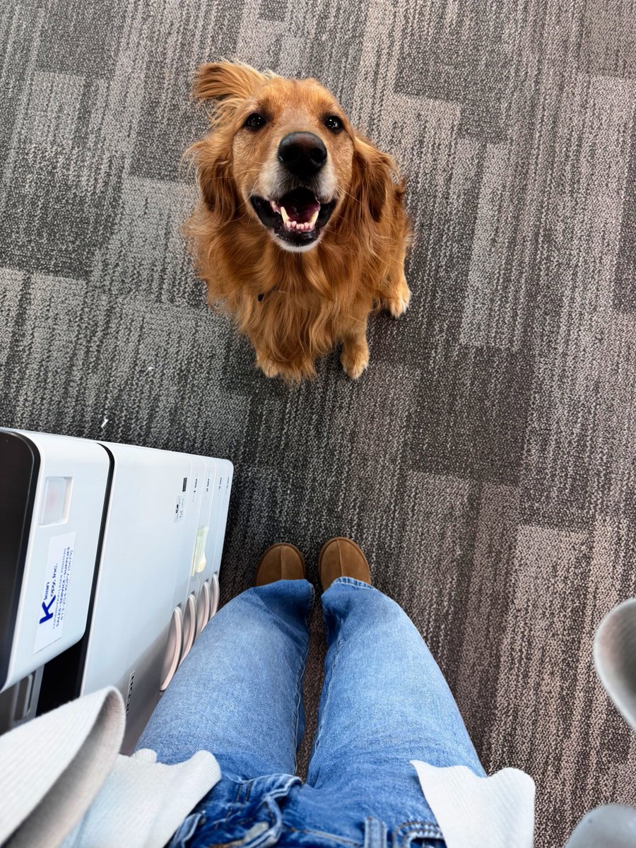 atcauselaw's tweet photo. Friday mood before a 3 day weekend! Featuring our Bark-Office Manager Dash ✨

#LawFirm #Friday #FloridaLaw #NonStuffyAttorneys https://t.co/4AnmGKcSAM