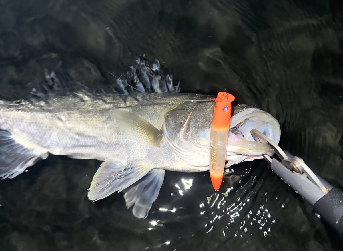 MRYOTA6666's tweet image. ホタルイカパターン🦑
ベンダバール101で離岸テトラまで飛ばして潮の流れに乗せたら良いバイトしてくれました！

ちょっと遠い離岸テトラ撃つならベンダ101が最高だよね🤤
(テトラにプラグ当てたら終わりのドキドキ🤣)
#Fishman #BRISTVENDAVAL101M
#BlueBlue #アイザー100F
#ホタルイカパターン