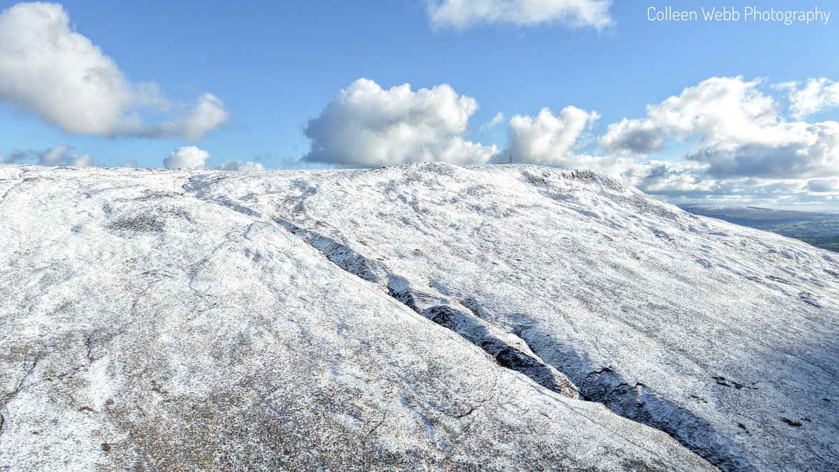 Colleen Webb tweet media