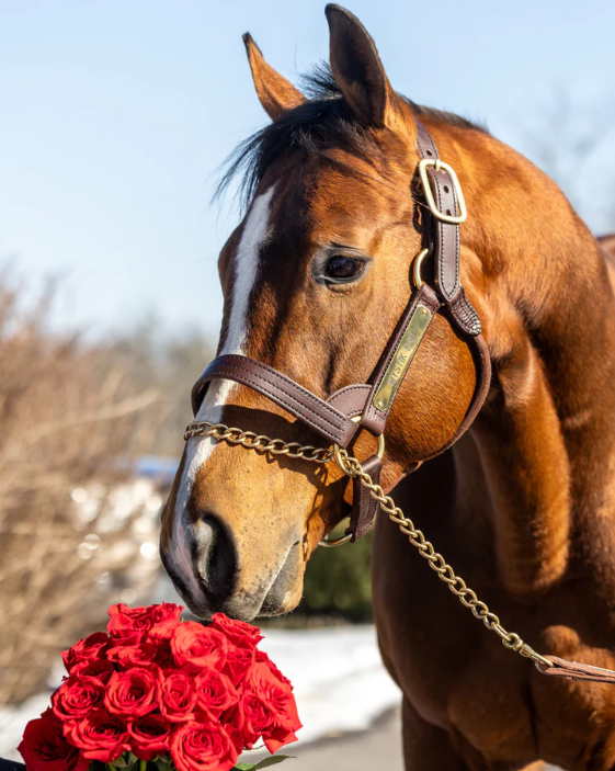 AirdrieStud's tweet photo. Celebrate Valentine's Day by sending your favorite @KentuckyDerby winner a rose! 🌹 

In the spirit of sharing our love for our horses, land and people, we will be donating proceeds from these purchases to the @StableRecovery1 program. ❤️

https://t.co/2La0yujNqM https://t.co/kOSWIjDYET