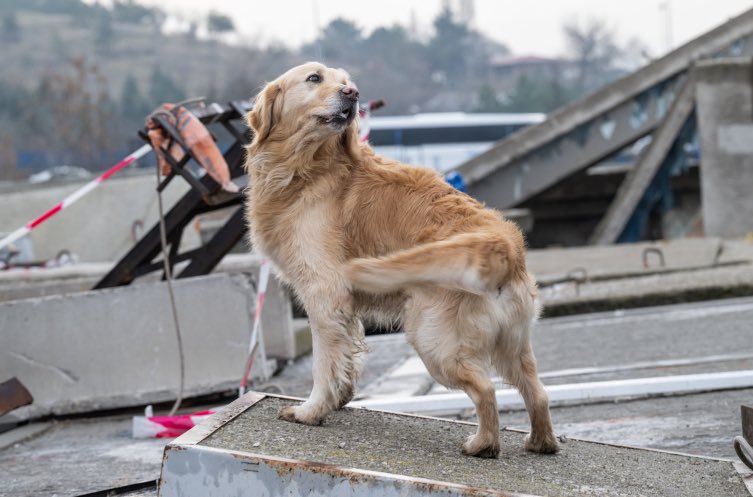kendisine muhalif diyen "kuğul geçinen büyük şefler, büyük siyaset erbabı, solcu/ sosyalistler" partiler dernekler vs ler  #DrMustafaDumanAffedilemez
davasında sessiz kalanlar susanlar yokmuş gibi davranan ünlüler size rağmen herşeye rağmen kazanacağız!
#HayvanlaraDokunma