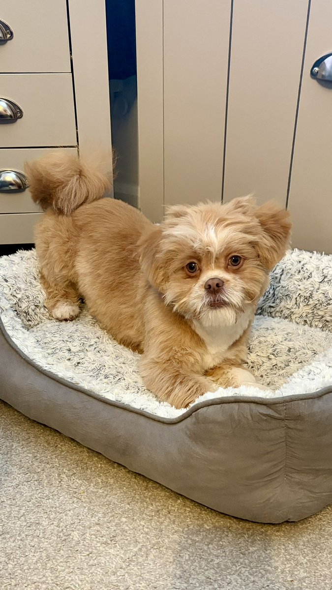 Hey <a href="/Teddy2741/">Teddy 🧸 🐻 🧸</a> thanks for the follow, I hit you back!!
My fur baby is called Teddy, he says hi 🐶