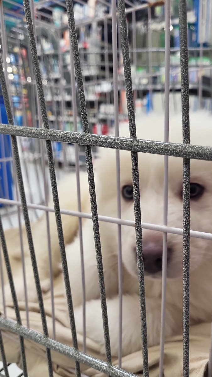 I've been out shopping, taking my new Great Pyrenees puppy to the vet $101, getting gas ⛽ $40, groceries 🛒🛍️ $80... Opportunities for reimbursement. I am going to expect a reimbursement. 
Valentine's Day is tomorrow.
He's a good boy, hanging out in his kennel in the basket.