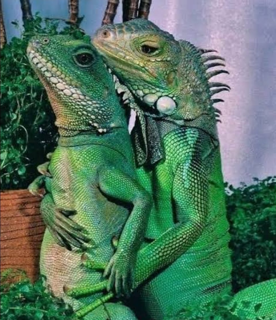 Carnaval de Salvador 2026: olha amor, podia ser a gente. E é.
