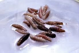 The USDA found 26 infestations of Mexican Screwworms killing livestock on the Texas border.

Democrats are about to send CBP’s agricultural inspectors home by cutting their pay. We must block this.