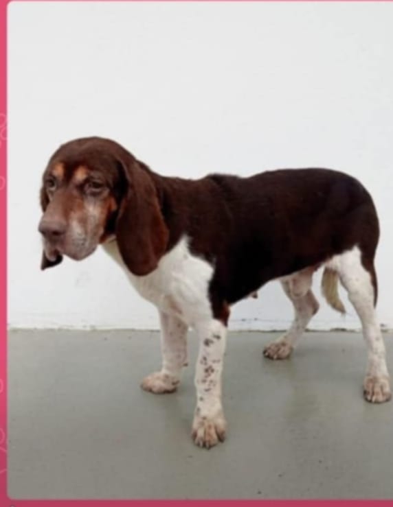 #ACoruña
Es muy urgente que este pobre abuelito salga de la perrera donde se encuentra. Ha dado positivo a Leishmania.

Es un amor de viejito: buenísimo con la gente y totalmente sociable con otros perros y gatos.

La acogida tendría que ser principalmente en #Ferrol o cercanías