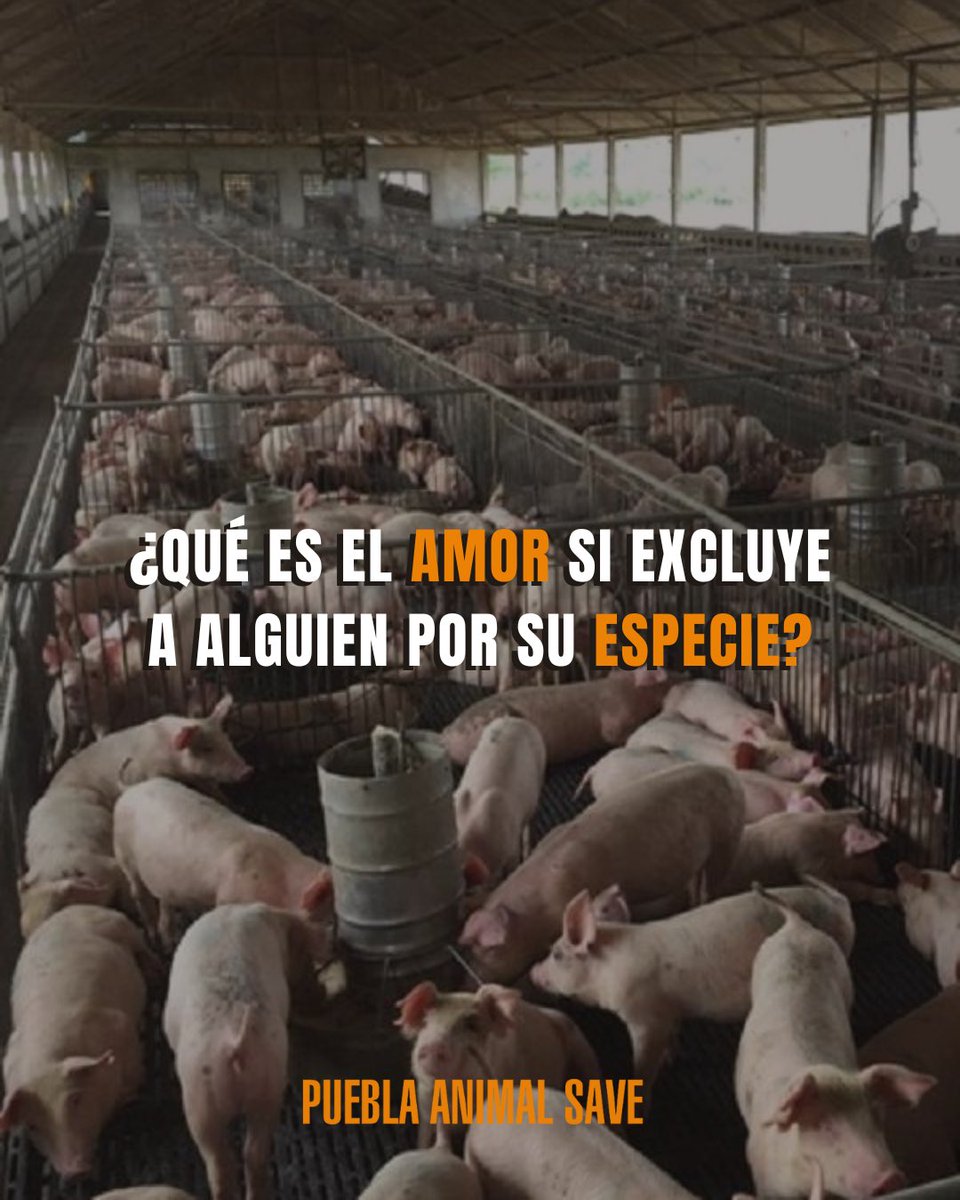 AnimalSavePUE's tweet photo. ¿Qué es el amor si excluye a alguien por su especie? 🐷🐮

Este 14 de febrero, que la compasión no tenga límites. Amar es proteger, no explotar.

#SanValentin #PueblaAnimalSave #DerechosAnimales https://t.co/05cY3GN1p6