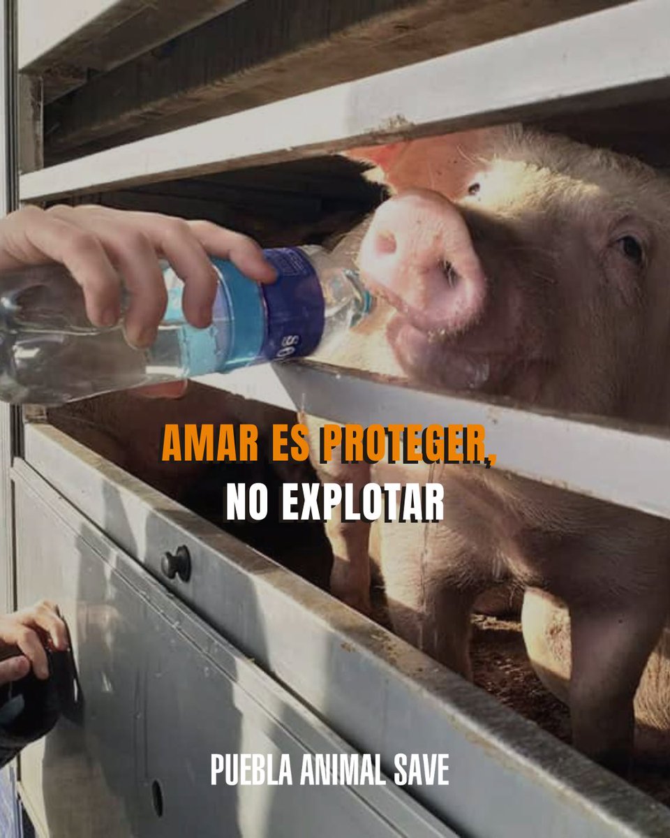 AnimalSavePUE's tweet photo. ¿Qué es el amor si excluye a alguien por su especie? 🐷🐮

Este 14 de febrero, que la compasión no tenga límites. Amar es proteger, no explotar.

#SanValentin #PueblaAnimalSave #DerechosAnimales https://t.co/05cY3GN1p6