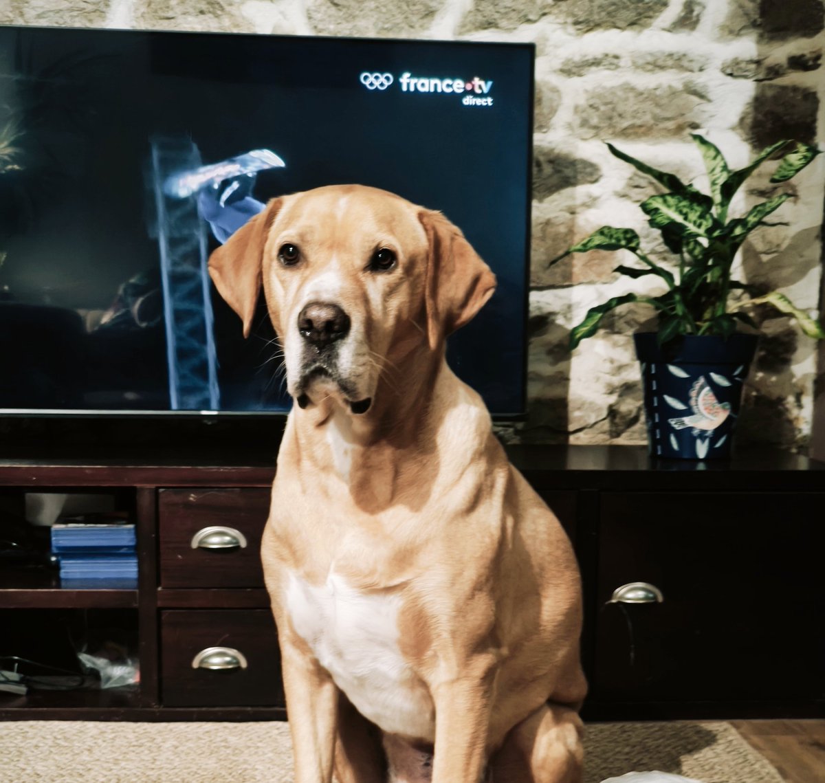 Non t'as pas du tout envie de regarder les JO #MilanoCortina2026
Tu préfères me donner mes croquettes