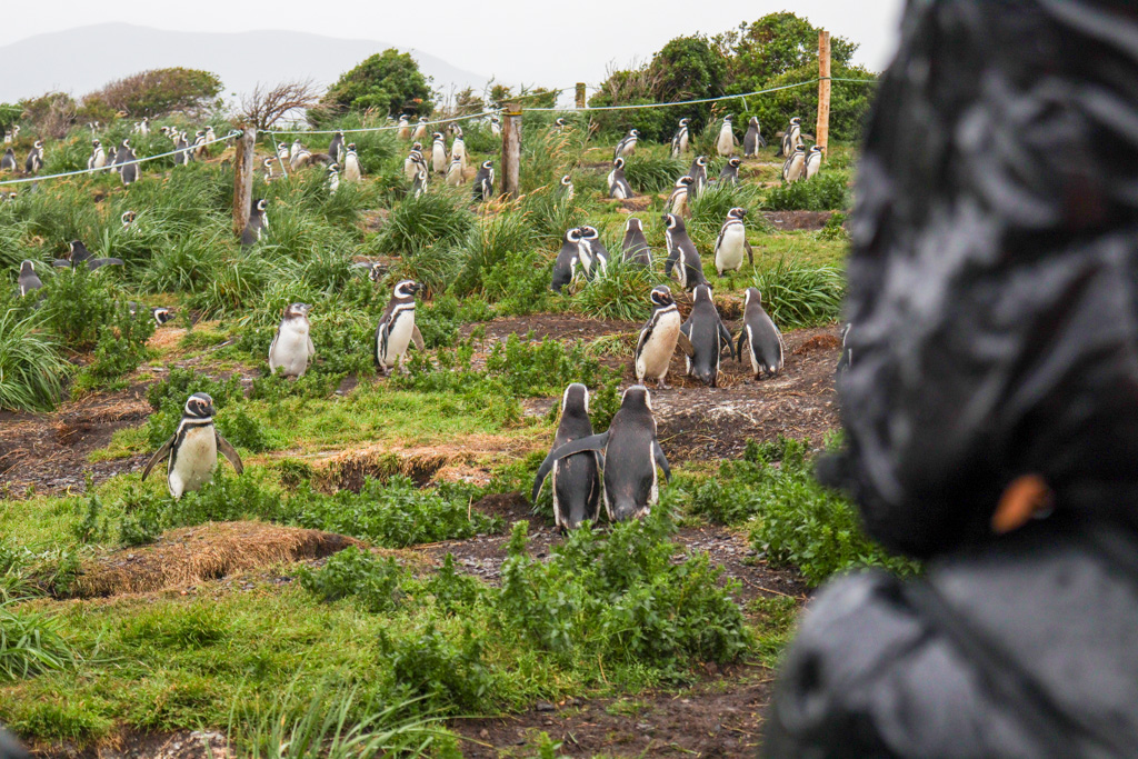 Tierra del Fuego - Fin del Mundo tweet media